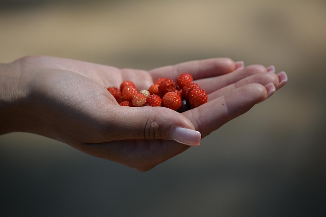 Fra skovbund til ordbog: Historien om tyttebær og deres engelske navne