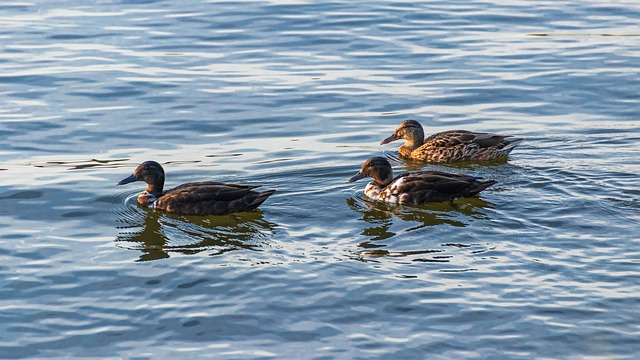 Krydsordets hemmeligheder: 7 smarte strategier til at knække koden